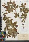 Foto von Salix cinerea L. x Salix phylicifolia L.